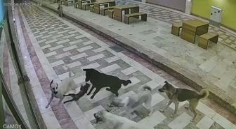 Sahipsiz köpeklerin saldırdığı kedi öldü