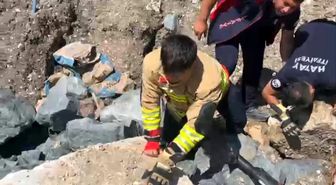 Anne kedi yavruları kurtarılana kadar ekiplerin başında bekledi