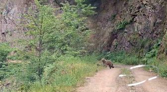 Ayı ve üç yavrusu yolda görüntülendi