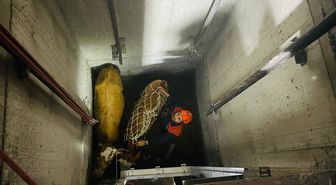 Bingöl'de asansör boşluğuna düşen 2 inek kurtarıldı