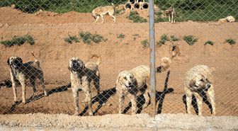 Bitlis'teki barınak yaklaşık 2 bin sahipsiz köpeğe yuva oldu