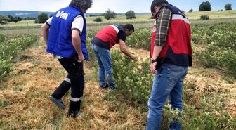 Domaniç'te aronya üretimine yönelik teknik çalışmalar sürüyor