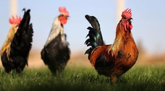 Horoz billuru yenir mi, horoz billuru nedir?