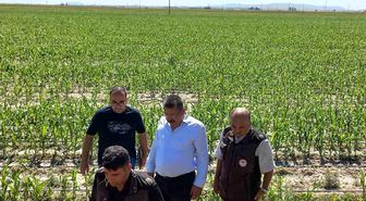 Karapınar'da dolu afetinin etkilediği alanlarda inceleme