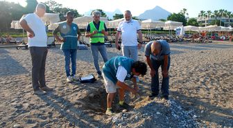 Kemer sahillerinde tespit edilen 38 deniz kaplumbağası yuvası korumaya alındı
