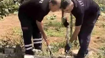 Mardin'de kuyuda görülen yılan doğaya bırakıldı