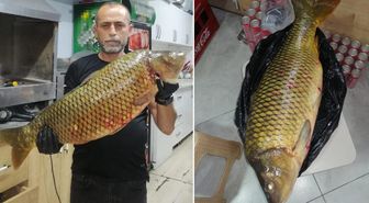 Bilecik'te dev sazan balığı yakalandı
