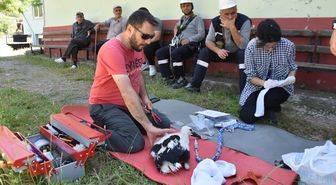 Sinop'ta yumurtadan çıkan 46 leylek yavrusu halkalandı