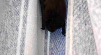 Yarasa balkon perdesini yuvaya dönüştürdü, ev sahibi 'Batman' adını verdi