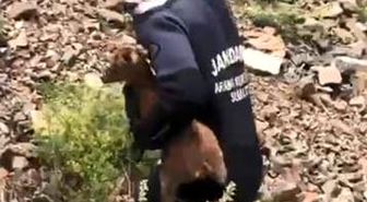 JAK dalgıçları sarp yamaçta mahsur kalan yavru keçiyi kurtardı