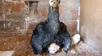 Kümesin davetsiz misafiri yavru kedi anne tavuğun altına sığındı