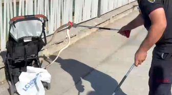 Şanlıurfa'da ağaçtan bebek arabasına yılan düştü