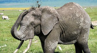 Tanzanya'nın Fil Popülasyonu 66.714'e Yükseldi