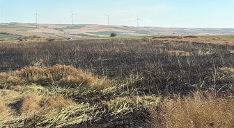 Tekirdağ'da 60 dönüm buğday ve kanola ekili alan yangında zarar gördü