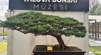 Yalova'da meyve veren bonsai dutun hasadı yapıldı