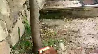Ceviz bulamayınca kabı protesto etti: Sincap ile vatandaşın diyaloğu gülümsetti