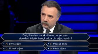 Dutgillerden, sıcak ülkelerde yetişen, çiçekleri küçük hangi adda bir ağaç vardır?