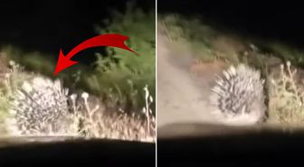 En tehlikeli hayvanlar arasında! Elazığ'da oklu kirpi görüntülendi