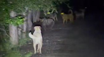 Sokak köpekleri ile ayılar kavga etti! O anlar kamerada
