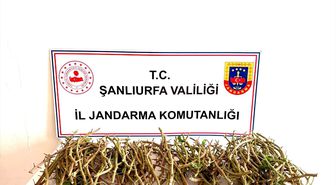 Şanlıurfa'da Ceylanpınar Tarım İşletmesine ait bahçedeki fıstık aşılarını çalmaya çalışan 3 kişi yakalandı