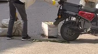 Arılar motosiklette oğul verdi