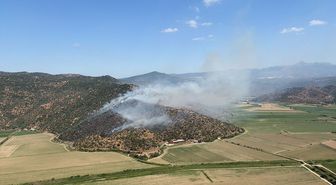 Aydın'da zeytinlik yangını