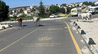 Başıboş atlar mahalle sakinlerini tedirgin ediyor