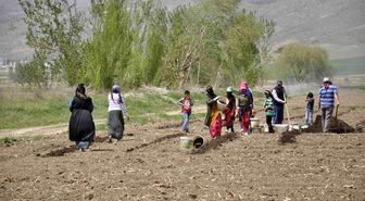 Erzincan'da tarımın görünmeyen kahramanları: Mevsimlik işçiler
