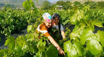 Erzincan'da üzümden önce yaprak hasadı başladı