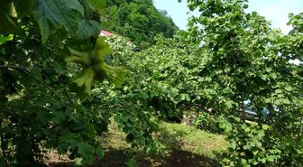 Giresun'da kahverengi kokarcaya karşı samuray arıları doğaya salındı