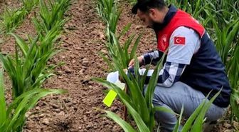 Kırklareli'nde batı mısır kök kurdu zararlısı ile mücadele sürüyor