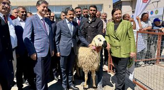 Kırşehir'de besicilere damızlık koç dağıtıldı