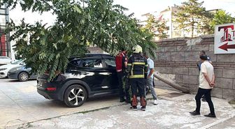 Kökü duvarın altında olan ağaç aracın üzerine devrildi