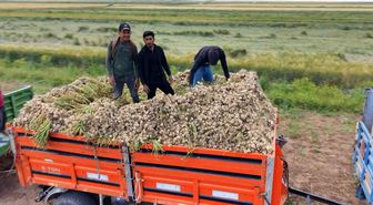 Aksaray'ın ata tohumundan yetiştirilen organik sarımsakların hasadı başladı