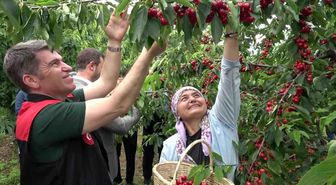 Amasya'da dalları kiraz bastı, bu yıl 50 bin ton rekolte bekleniyor