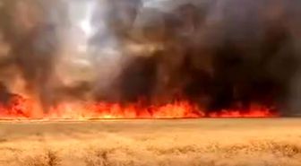 Harran'da 300 dönümlük buğday tarlasında yangın