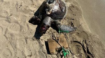 İzmir'de yüzgecine parke taşı bağlanan deniz kaplumbağası ölü bulundu