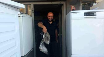 Martı yavrusu beyaz eşya tamircisini karıştırdı