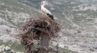 Riskli durumdaki leylek yuvası güvenli hale getirildi