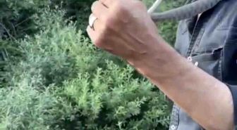 Zehirli engerek yılanını yakalayıp boynuna doladı: 'Benim yaptığımı yapmayın'