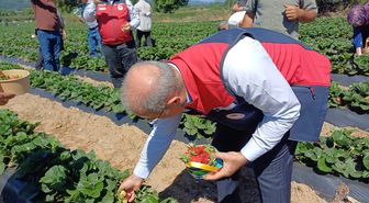 Çanakkale'de çilek hasat şenliği düzenlendi