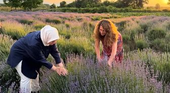 Düzce'de lavanta hasadı başladı