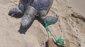 İzmir'de yüzgecine parke taşı bağlanmış ölü deniz kaplumbağası kıyıya vurdu