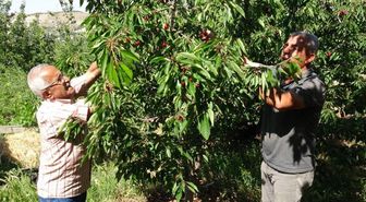 Hasat başladı, 3 bin TL yevmiyeye işçi bulamıyorlar
