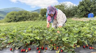 Samsun'da bin rakımlı yaylada çilek hasadı başladı