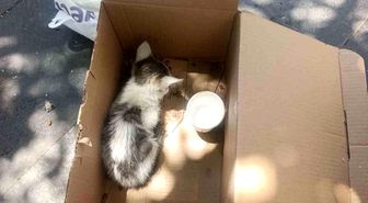 Siirt'te reklam panosuna sıkışan yavru kedi AFAD ekiplerince kurtarıldı