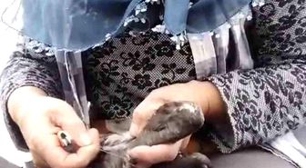 Trabzon'da karabatak kurtarma operasyonu gülümsetti