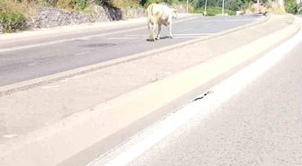 Ümraniye'de cadde ortasında başıboş inek görüntülendi