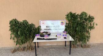 Uyuşturucu üretimi için ormanda kenevir yetiştirdiği fotokapanla belirlenen şüpheli tutuklandı