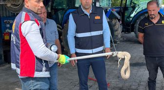 Vinçle kaldırılan otomobilin motor bölümündeki yılan çıkarıldı